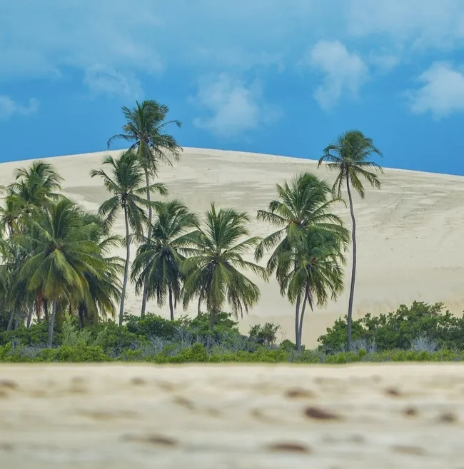 beachside-coconut-tree